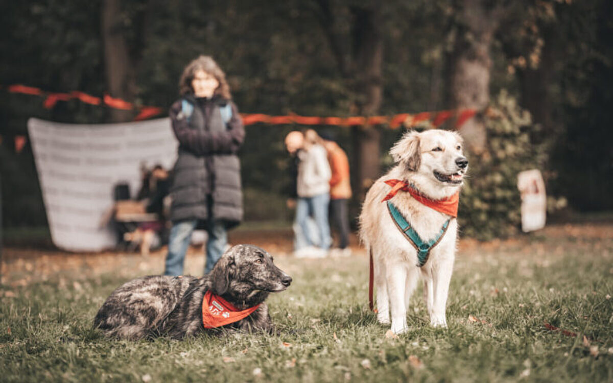 Bark Date Wuerzburg Bark Date Wuerzburg