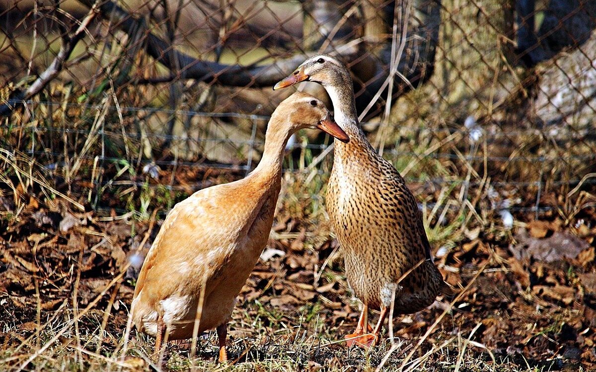 Ente Laufente Service pixabay Ente Laufente Service pixabay