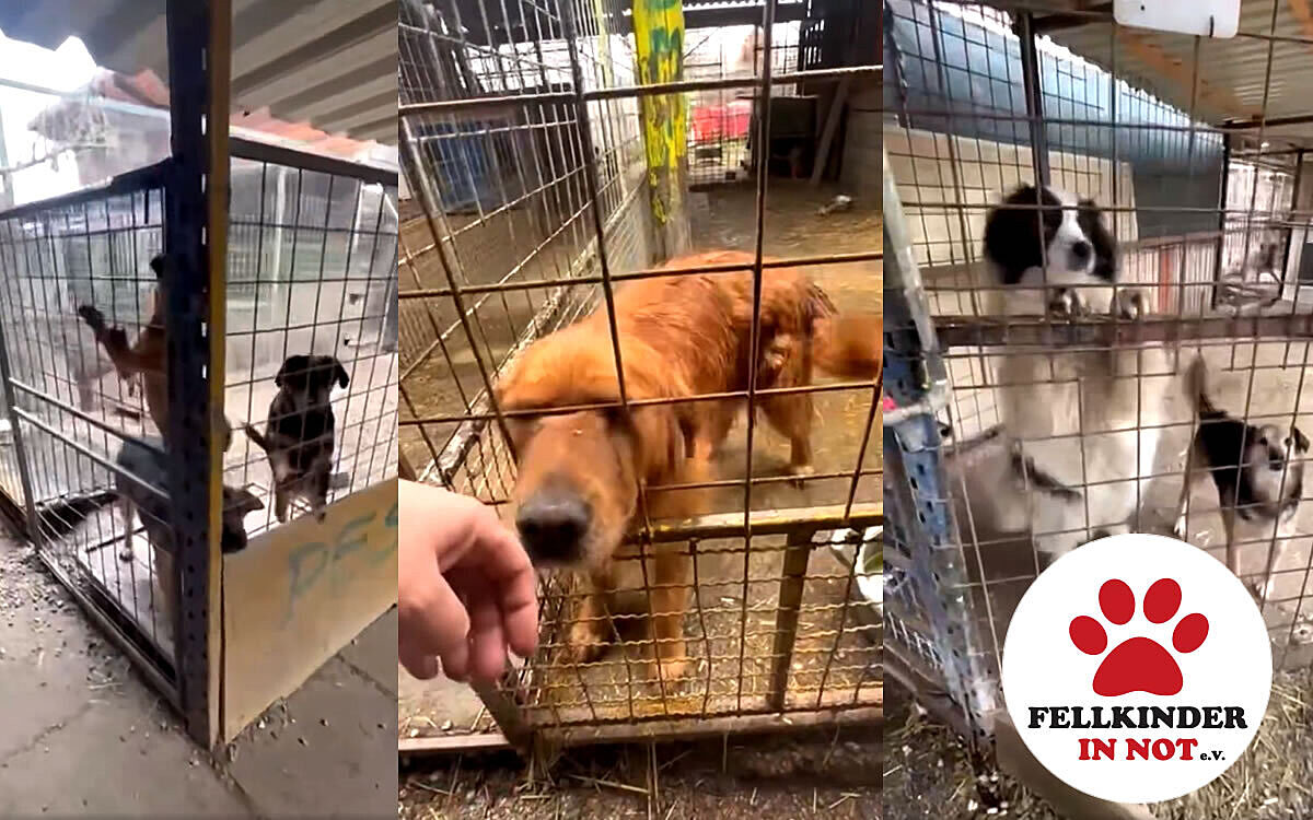 Fellkinder in Not e V Teaser Fellkinder in Not e V Teaser