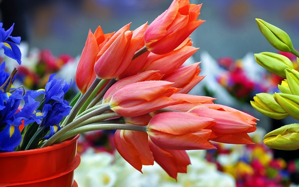 Fruehlingsmarkt Tulpen Blumen Marktstand Fruehlingsmarkt Tulpen Blumen Marktstand