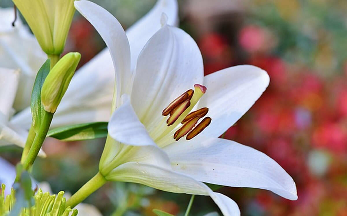 Lilien Servicethema 2 Lilien Servicethema 2