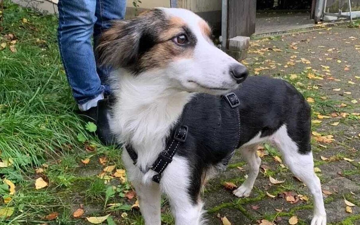 Misshandlung Huendin Hope Tierheim KT 03 Misshandlung Huendin Hope Tierheim KT 03