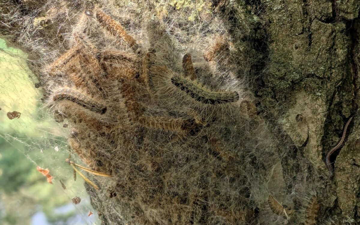 PXL 20250617 085150969 Foto Stadt Karlstadt Klaus Lankes PXL 20250617 085150969 Foto Stadt Karlstadt Klaus Lankes