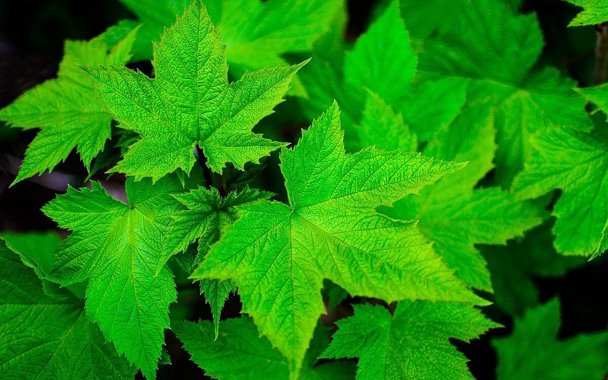 Pflanzen Blatt green pixabay Pflanzen Blatt green pixabay