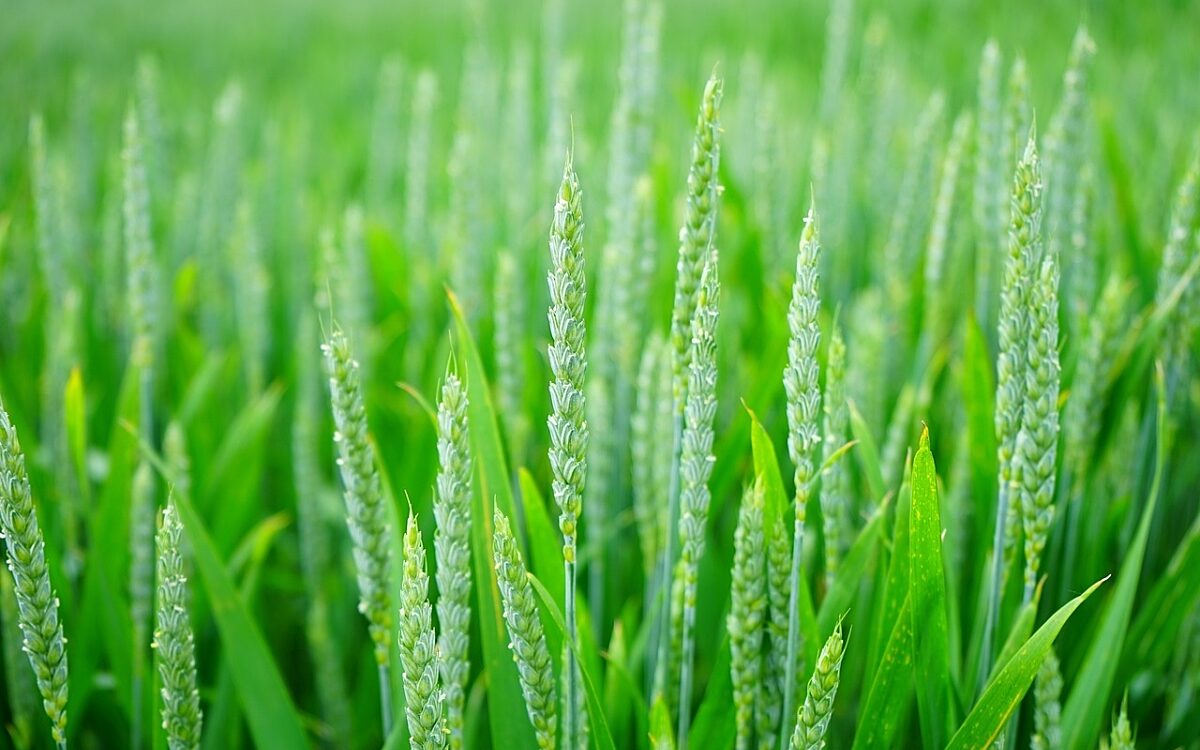 Weizenkeime pixabay Weizenkeime pixabay