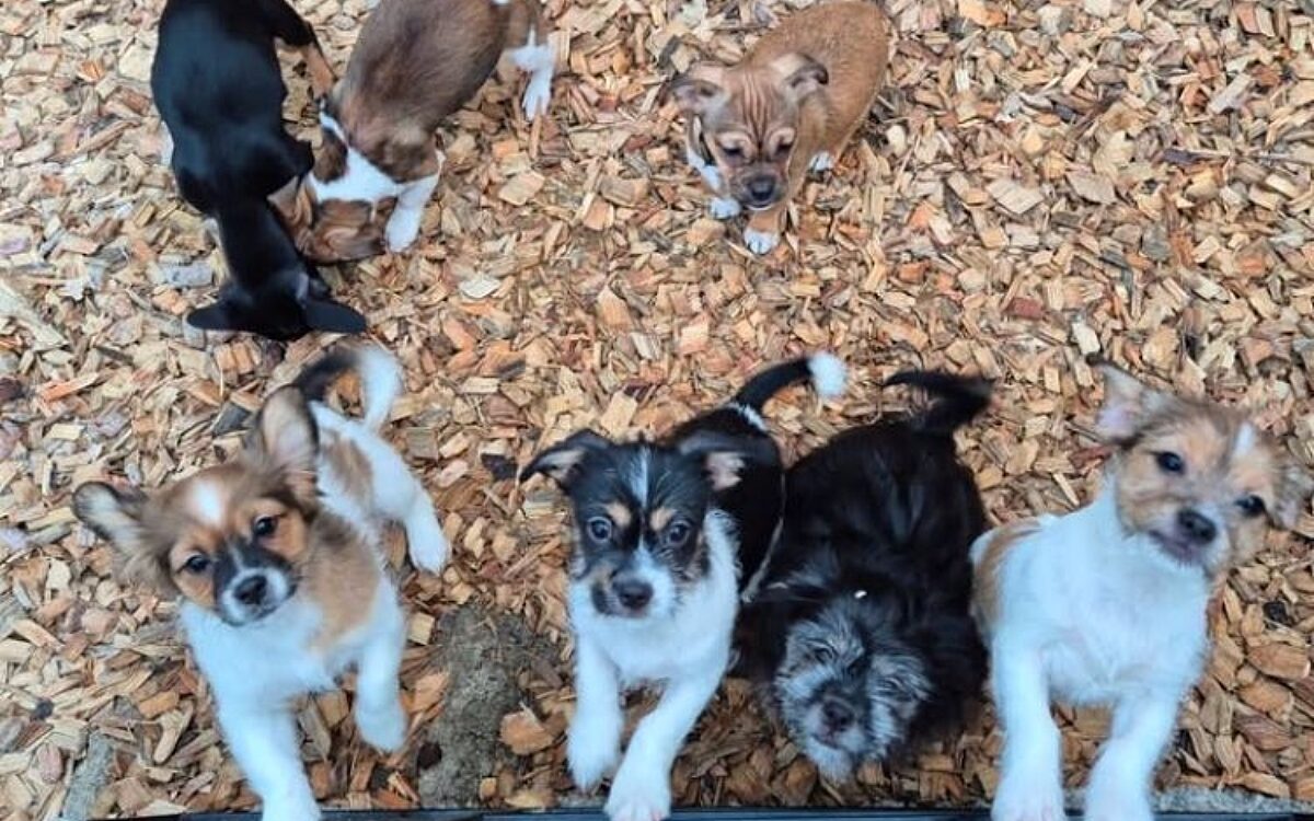 Sieben ausgesetzte Welpen Tierheim Sieben ausgesetzte Welpen Tierheim