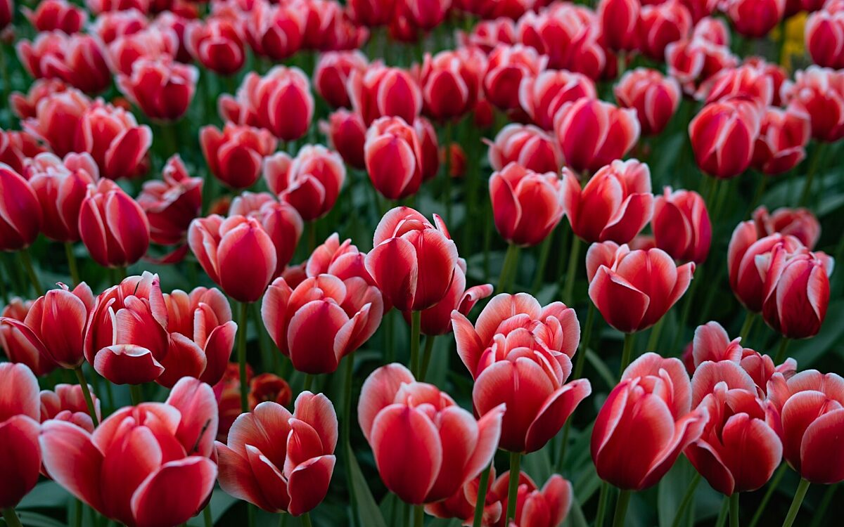 Blumen - unsplash.com Blumen - unsplash.com