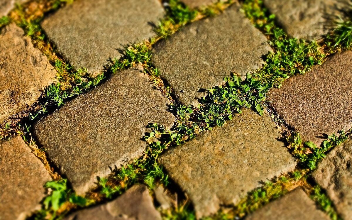 Kopfsteinpflaster Unkraut Fugen - pixabay.com Kopfsteinpflaster Unkraut Fugen - pixabay.com