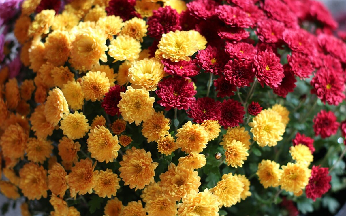 Blumen - unsplash.com Blumen - unsplash.com