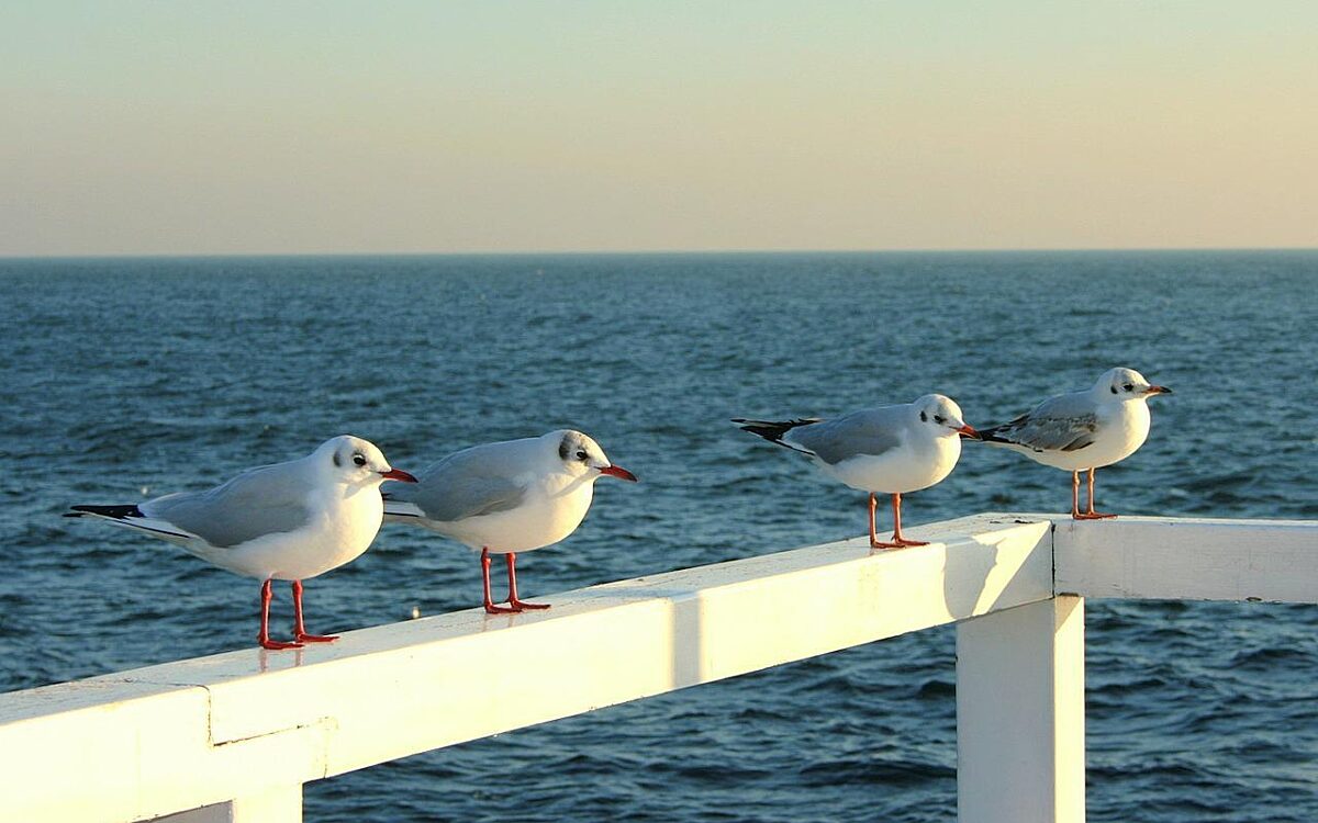 Möwen Pier - pixabay.com Möwen Pier - pixabay.com