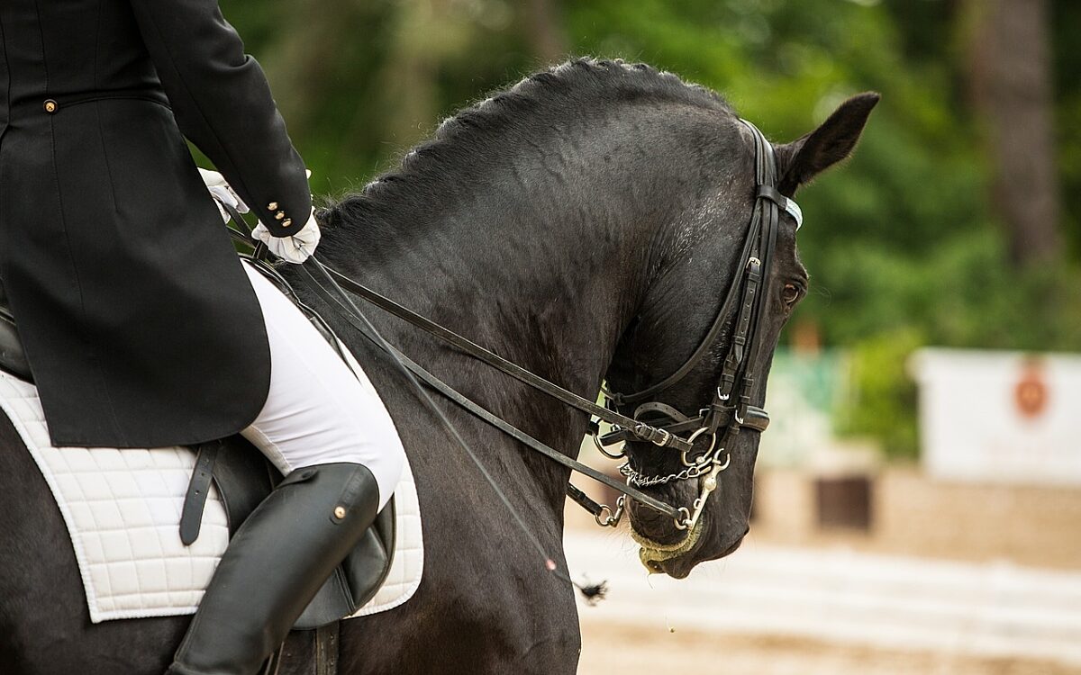 Pferd Dressur - pixabay.com Pferd Dressur - pixabay.com