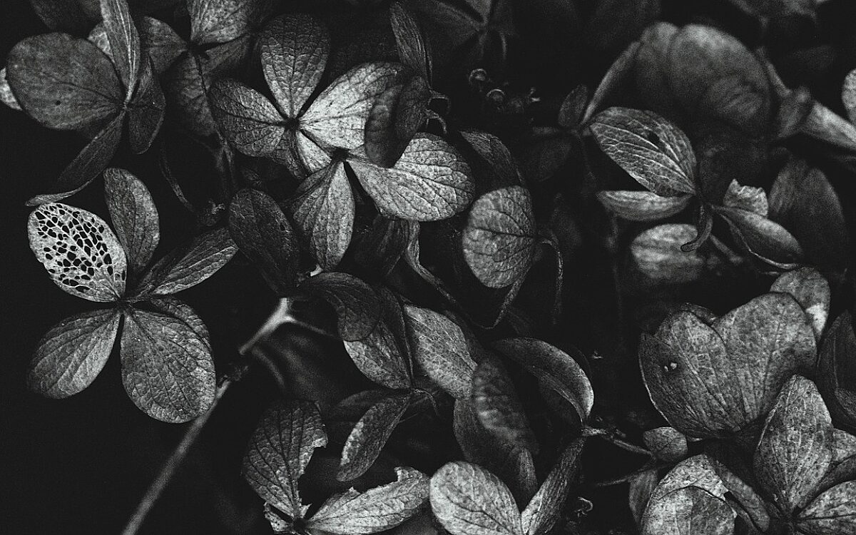 Hydrangea Vorsorge pixabay