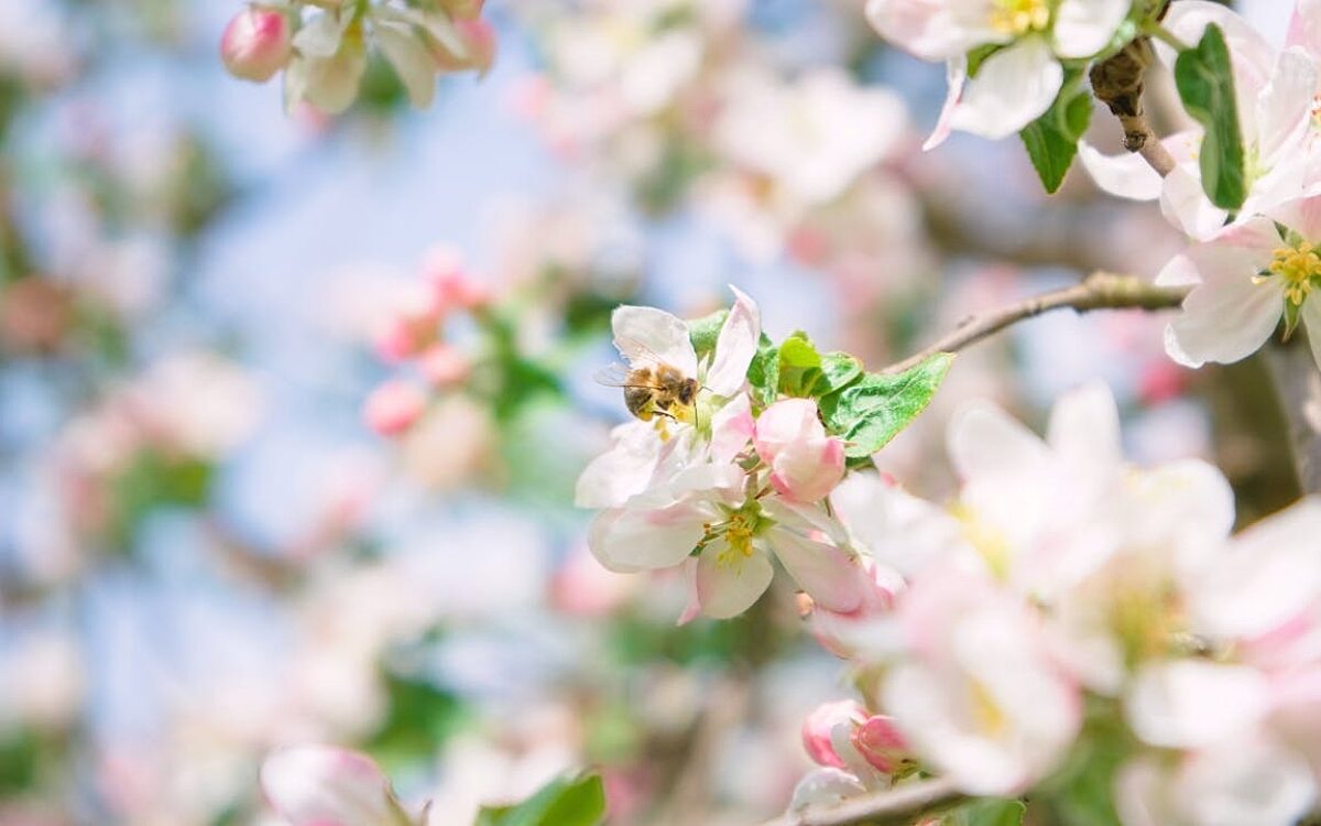 Blühender Apfelbaum - pexels.com Blühender Apfelbaum - pexels.com