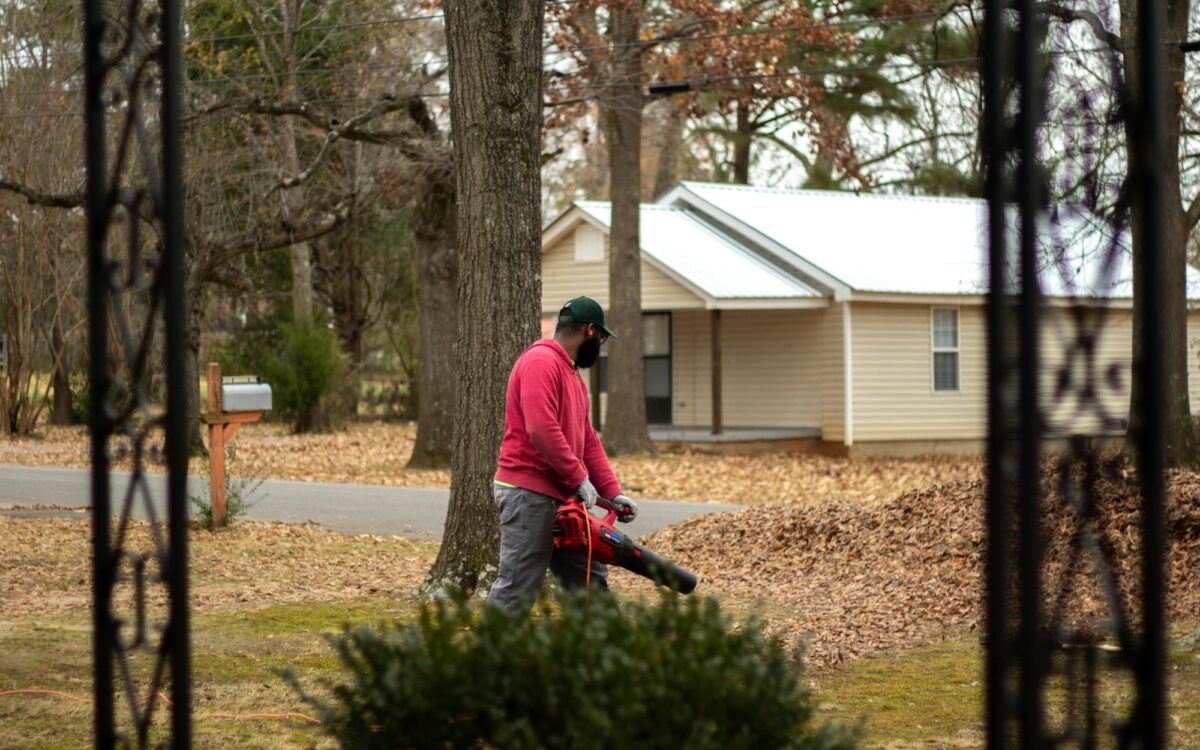 Pexels paris lopez Laubblaeser