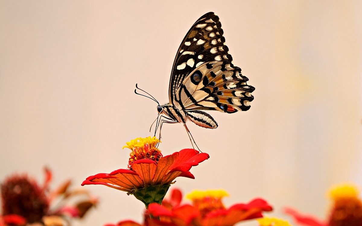 Schmetterling pixabay Schmetterling pixabay