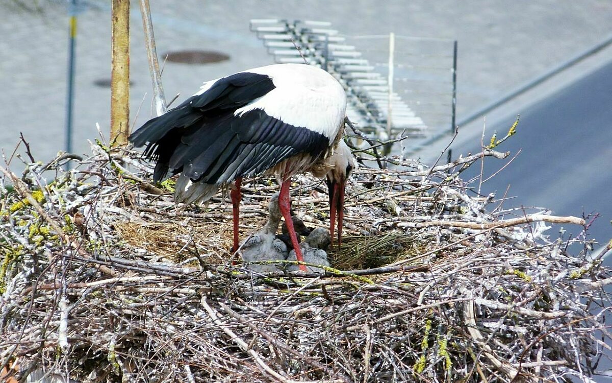 Storch geiselwind nachwuchs Storch geiselwind nachwuchs