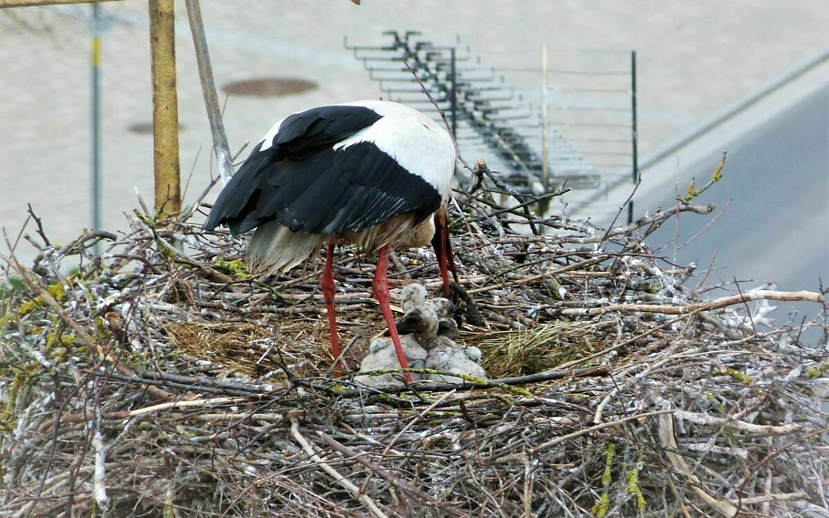 Storch nachwuchs geiselwind Storch nachwuchs geiselwind