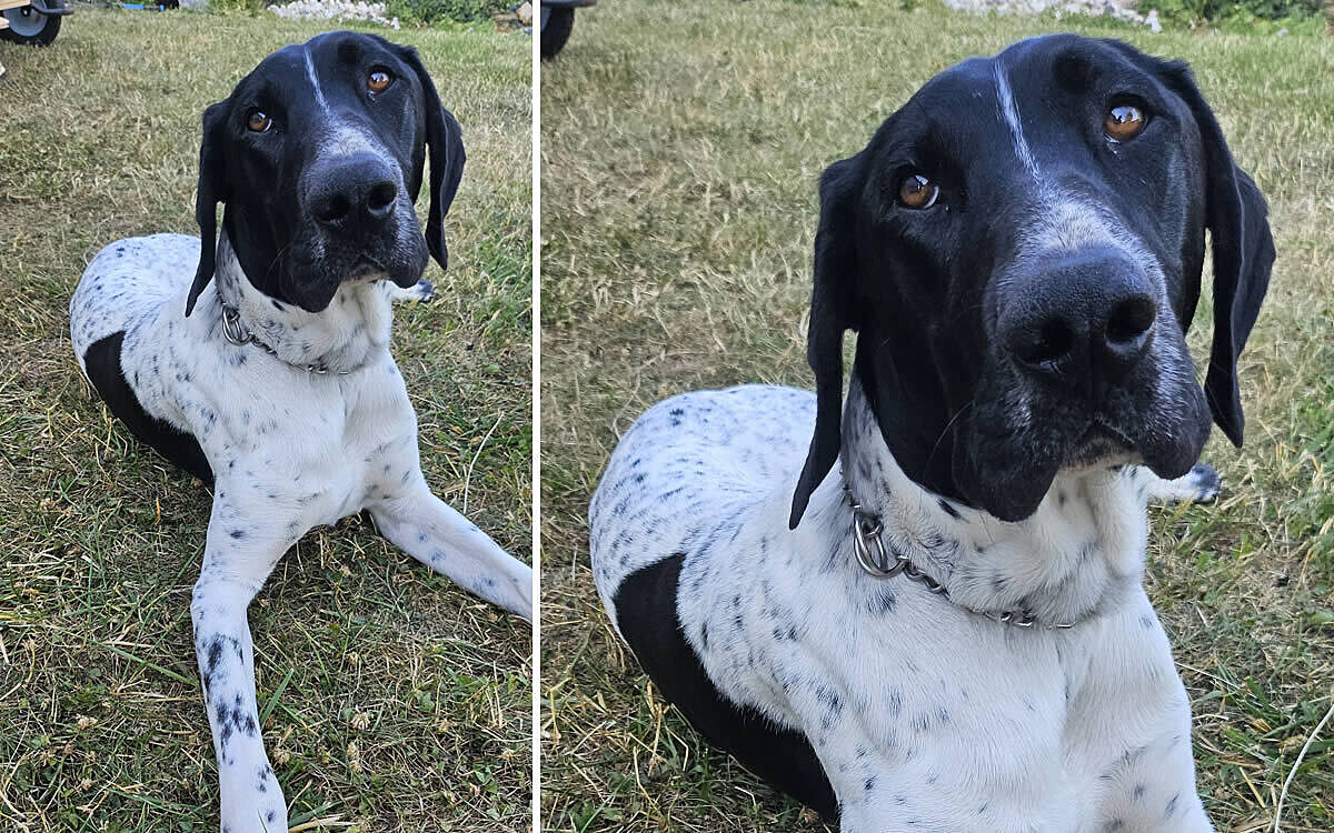 Vermisst hund rigby Vermisst hund rigby