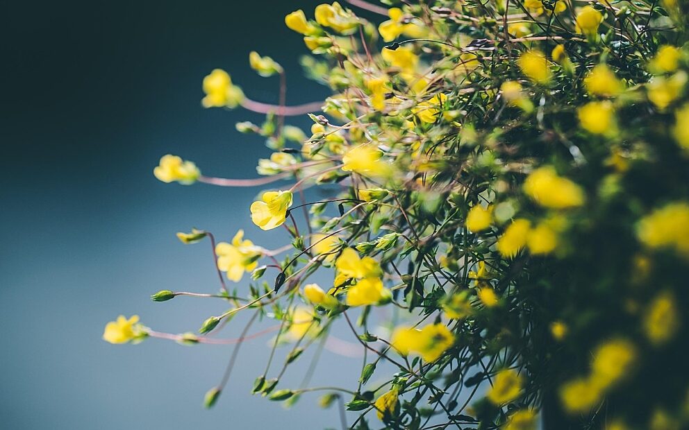 Blueten Garten Pixabay Blueten Garten Pixabay