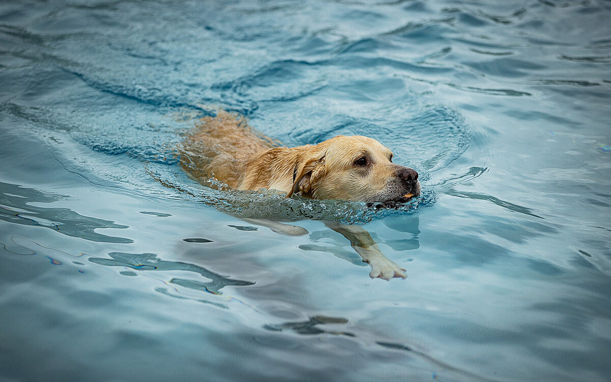 2022 10 01 Hundeschwimmen Dalle 1 2022 10 01 Hundeschwimmen Dalle 1