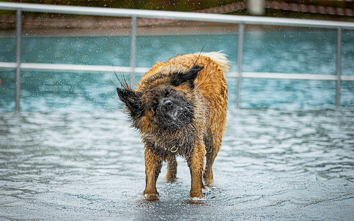 2022 10 01 Hundeschwimmen Dalle 12 2022 10 01 Hundeschwimmen Dalle 12