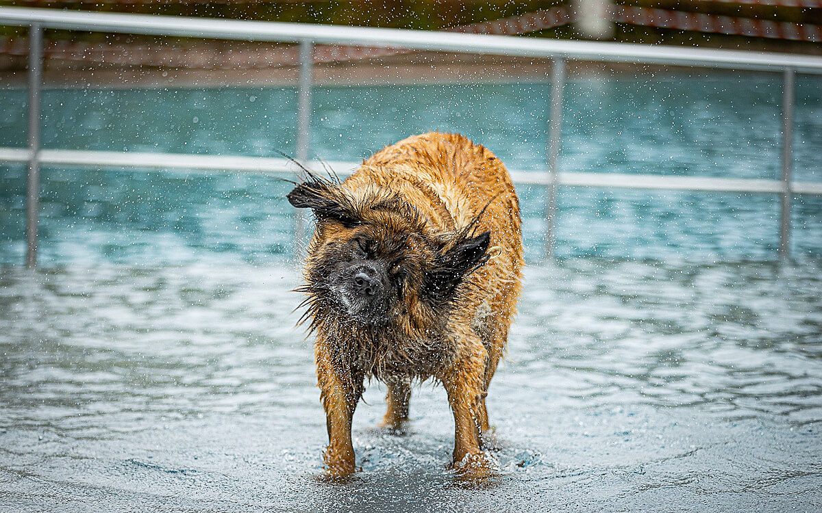 2022 10 01 Hundeschwimmen Dalle 13 2022 10 01 Hundeschwimmen Dalle 13