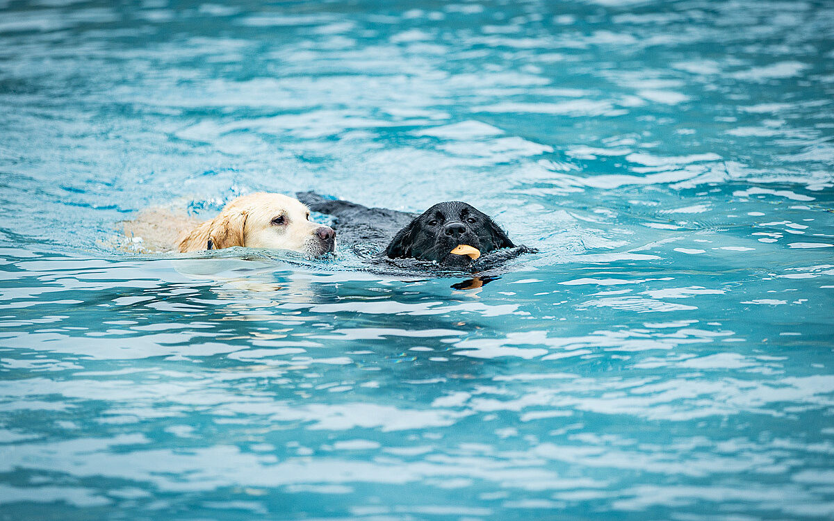 2022 10 01 Hundeschwimmen Dalle 15 2022 10 01 Hundeschwimmen Dalle 15