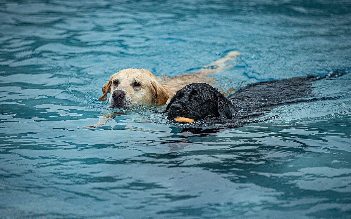 2022 10 01 Hundeschwimmen Dalle 17 2022 10 01 Hundeschwimmen Dalle 17