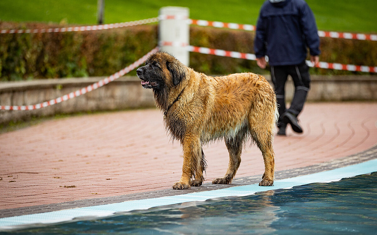 2022 10 01 Hundeschwimmen Dalle 18 2022 10 01 Hundeschwimmen Dalle 18