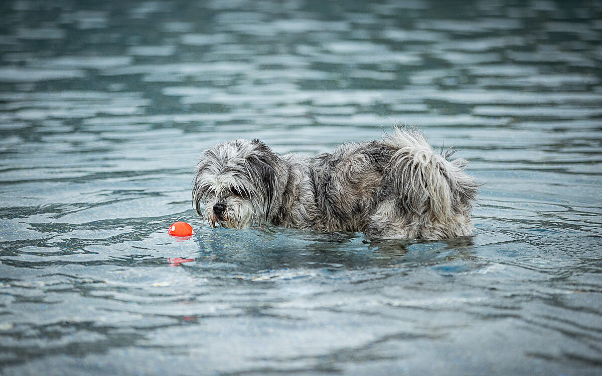 2022 10 01 Hundeschwimmen Dalle 31 2022 10 01 Hundeschwimmen Dalle 31