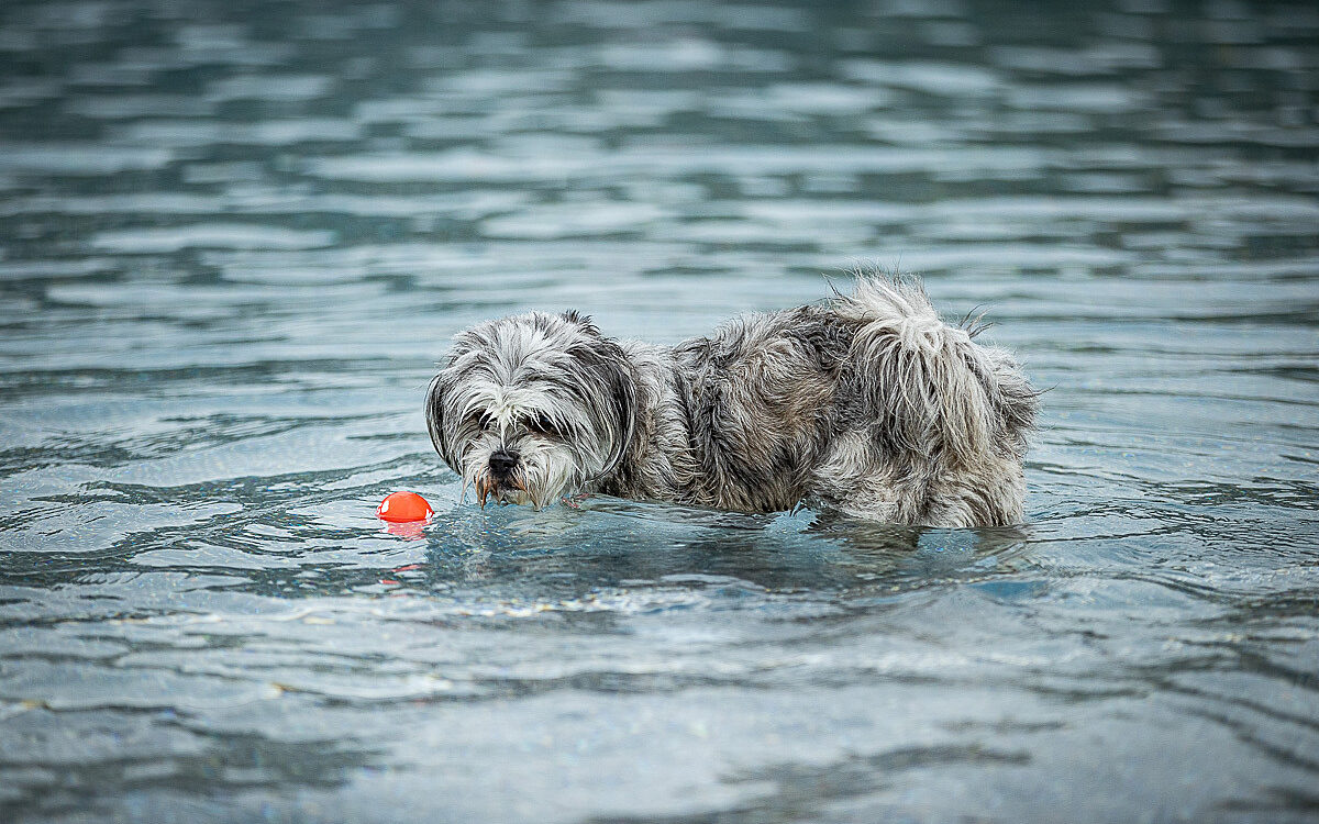2022 10 01 Hundeschwimmen Dalle 32 2022 10 01 Hundeschwimmen Dalle 32