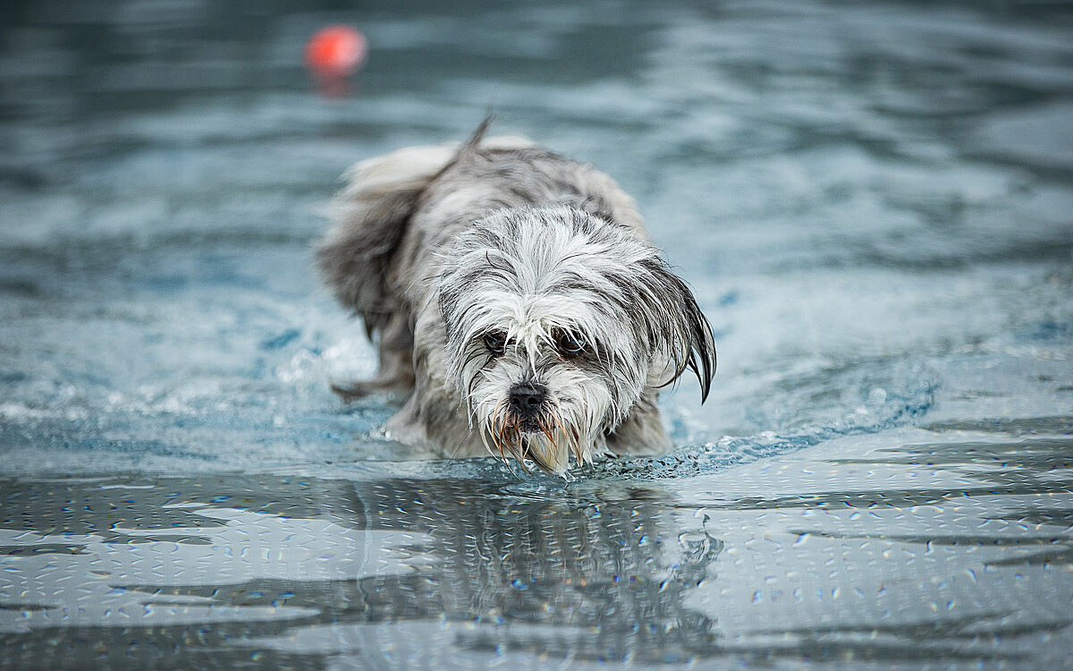 2022 10 01 Hundeschwimmen Dalle 33 2022 10 01 Hundeschwimmen Dalle 33
