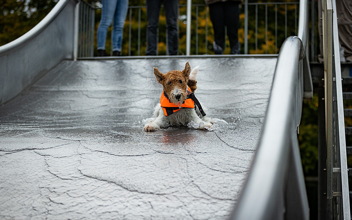 2022 10 01 Hundeschwimmen Dalle 36 2022 10 01 Hundeschwimmen Dalle 36