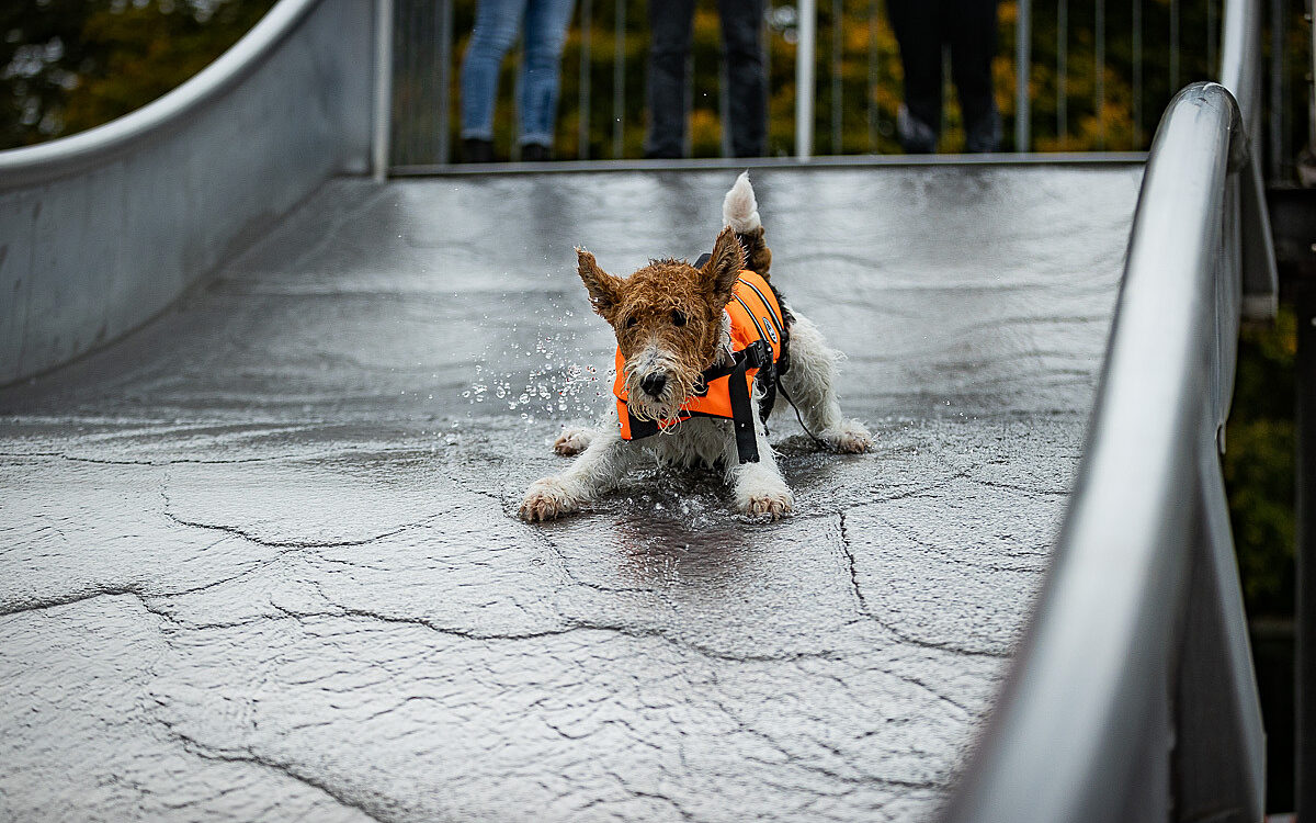 2022 10 01 Hundeschwimmen Dalle 37 2022 10 01 Hundeschwimmen Dalle 37