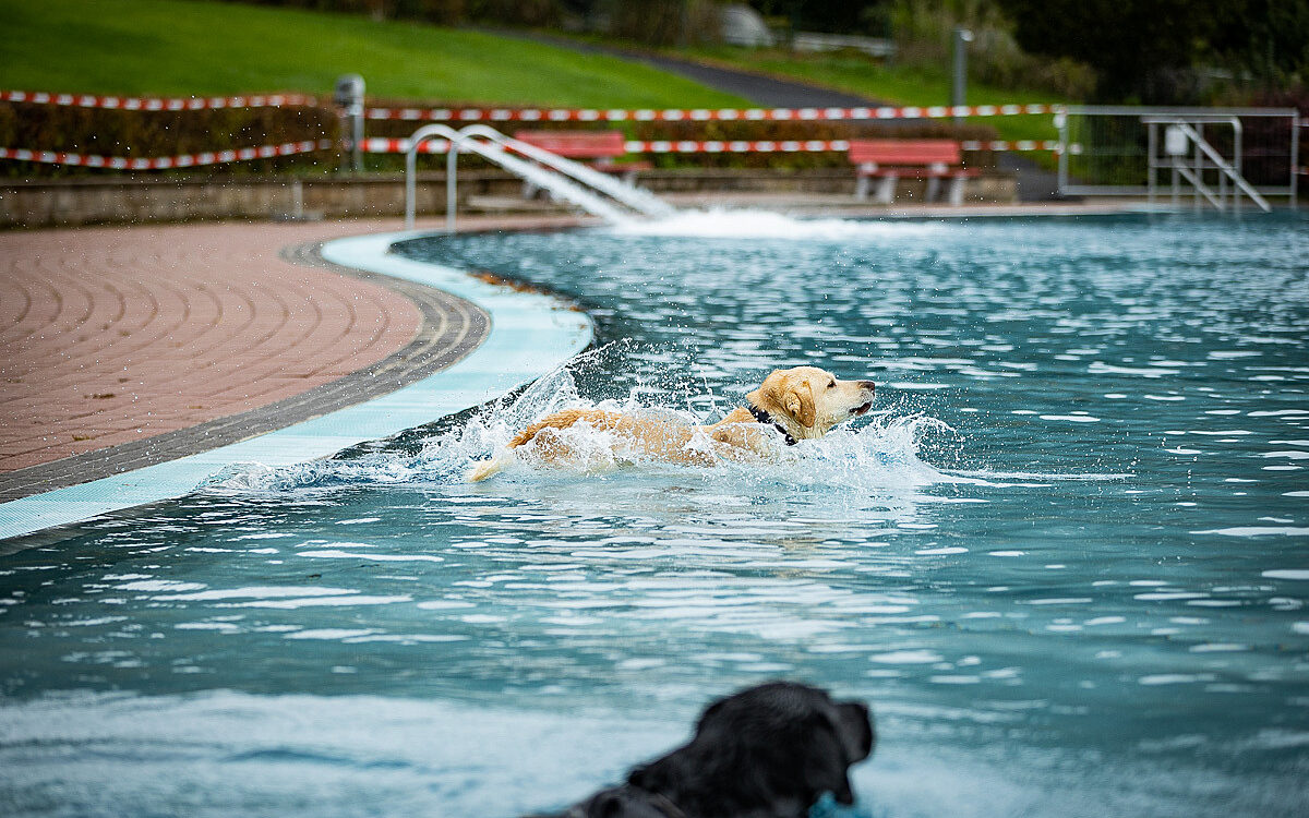 2022 10 01 Hundeschwimmen Dalle 4 2022 10 01 Hundeschwimmen Dalle 4