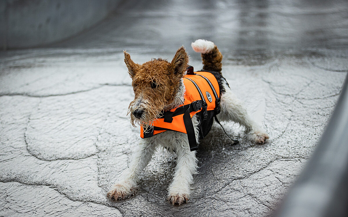 2022 10 01 Hundeschwimmen Dalle 40 2022 10 01 Hundeschwimmen Dalle 40