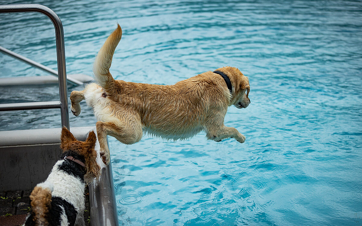 2022 10 01 Hundeschwimmen Dalle 44 2022 10 01 Hundeschwimmen Dalle 44