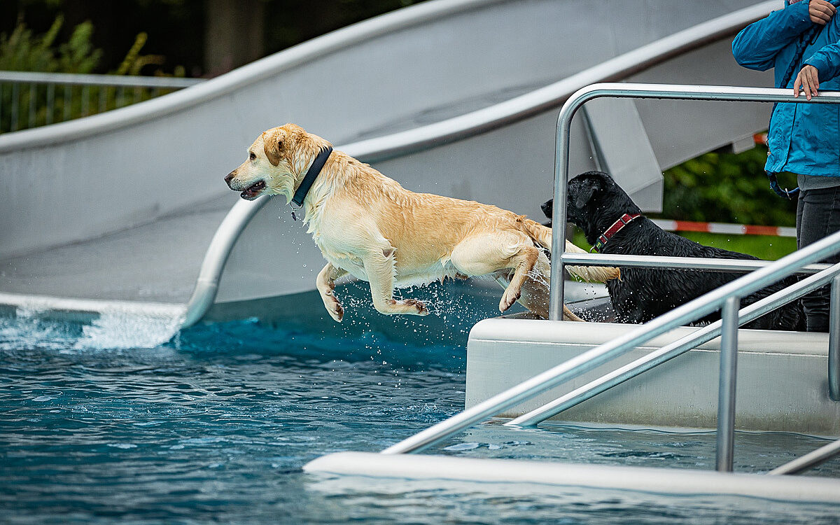 2022 10 01 Hundeschwimmen Dalle 49 2022 10 01 Hundeschwimmen Dalle 49