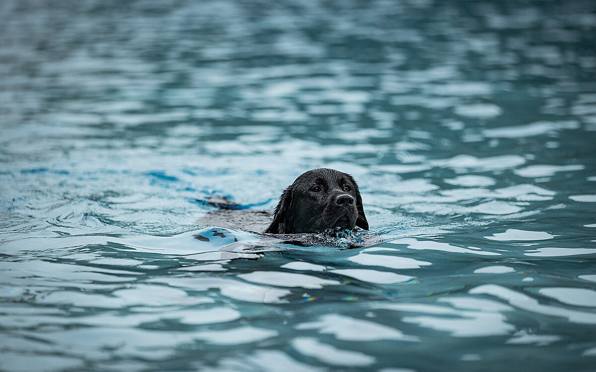 2022 10 01 Hundeschwimmen Dalle 5 2022 10 01 Hundeschwimmen Dalle 5