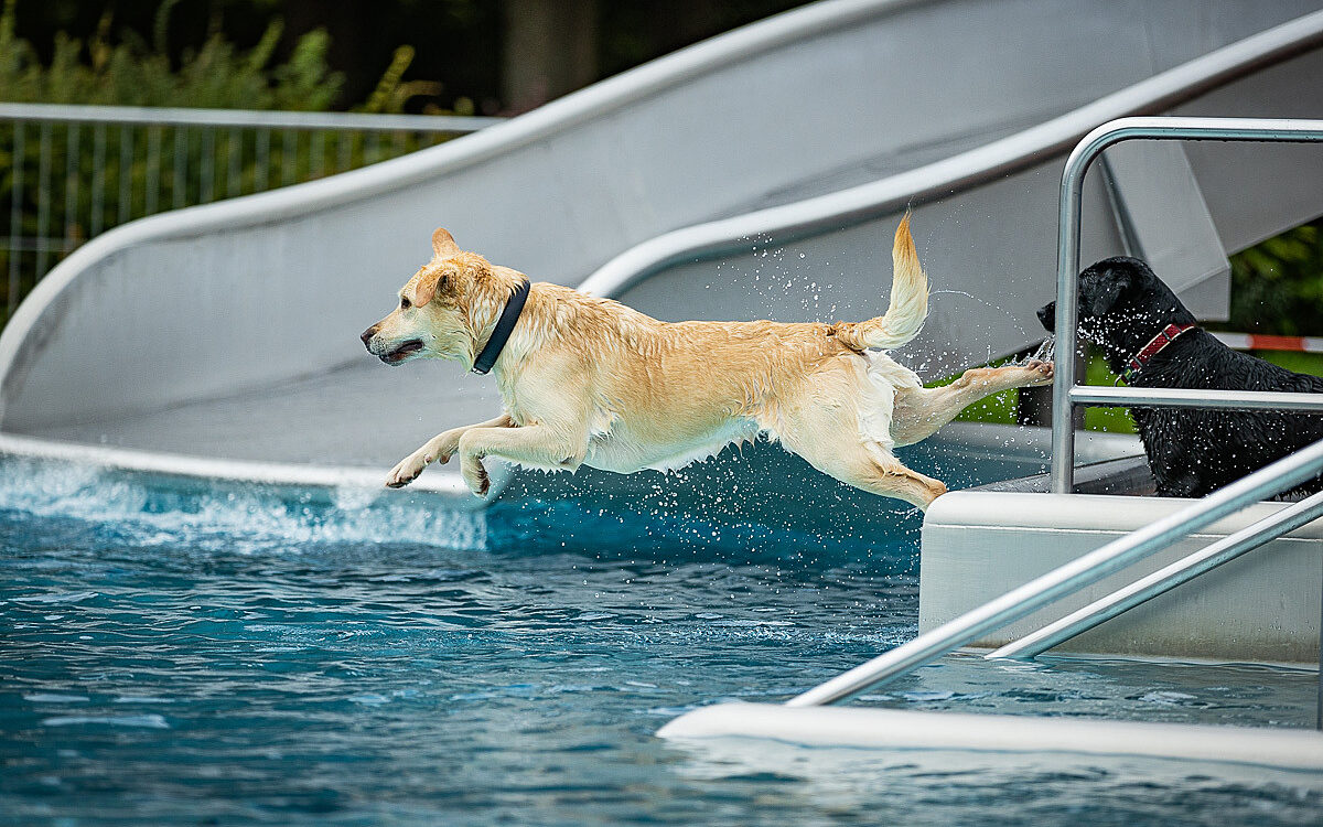 2022 10 01 Hundeschwimmen Dalle 51 2022 10 01 Hundeschwimmen Dalle 51