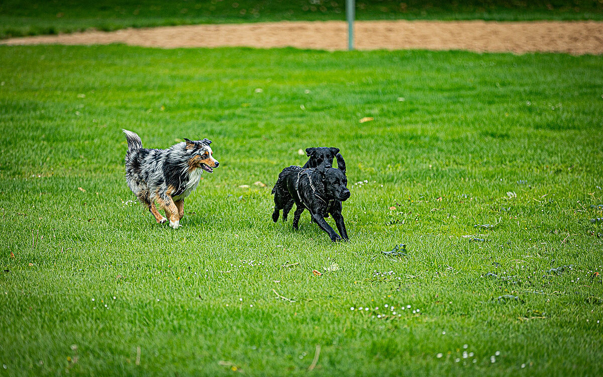 2022 10 01 Hundeschwimmen Dalle 52 2022 10 01 Hundeschwimmen Dalle 52