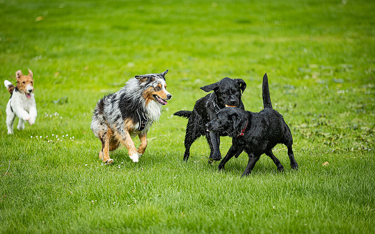 2022 10 01 Hundeschwimmen Dalle 53 2022 10 01 Hundeschwimmen Dalle 53