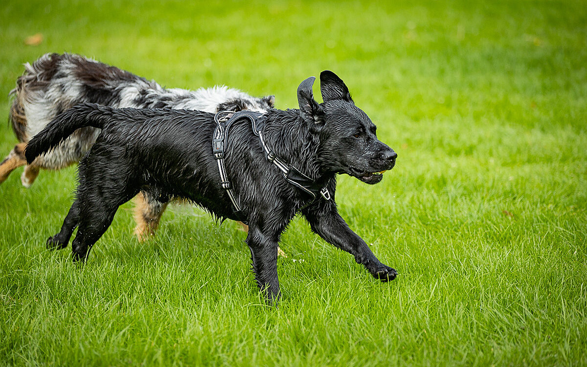 2022 10 01 Hundeschwimmen Dalle 55 2022 10 01 Hundeschwimmen Dalle 55