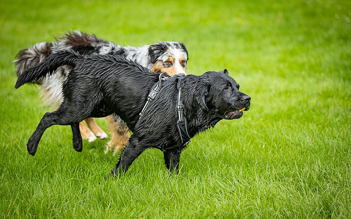 2022 10 01 Hundeschwimmen Dalle 56 2022 10 01 Hundeschwimmen Dalle 56