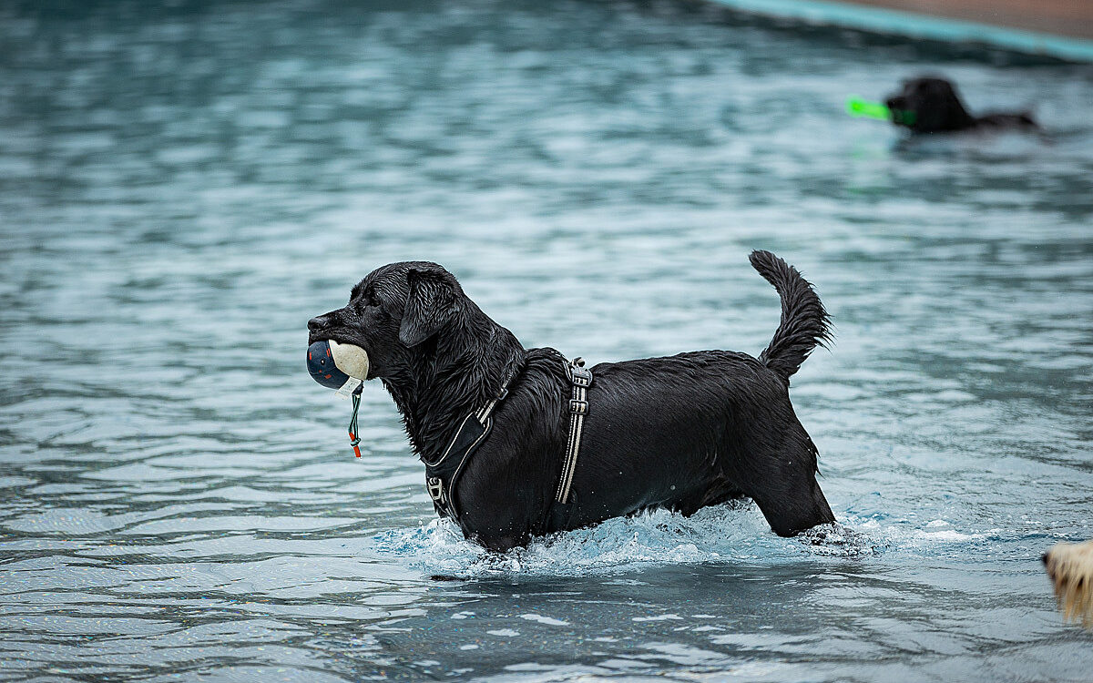 2022 10 01 Hundeschwimmen Dalle 6 2022 10 01 Hundeschwimmen Dalle 6