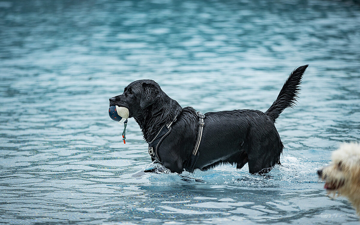 2022 10 01 Hundeschwimmen Dalle 7 2022 10 01 Hundeschwimmen Dalle 7