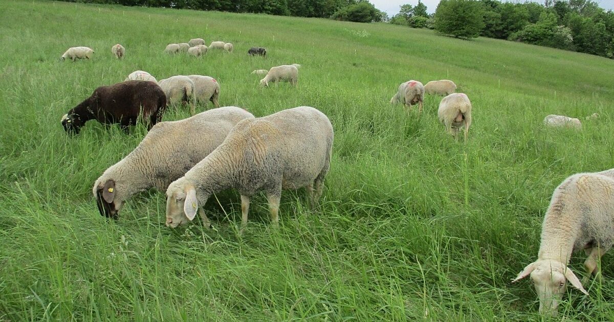 Würzburg Schafe als nachhaltige Rasenmäher im… Mainfranken24.de