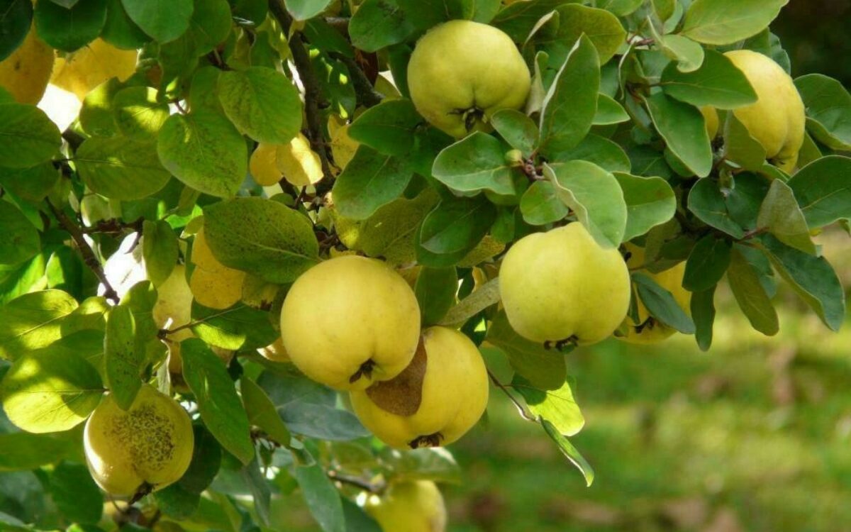 1604483186quitten pixabay 1604483186quitten pixabay