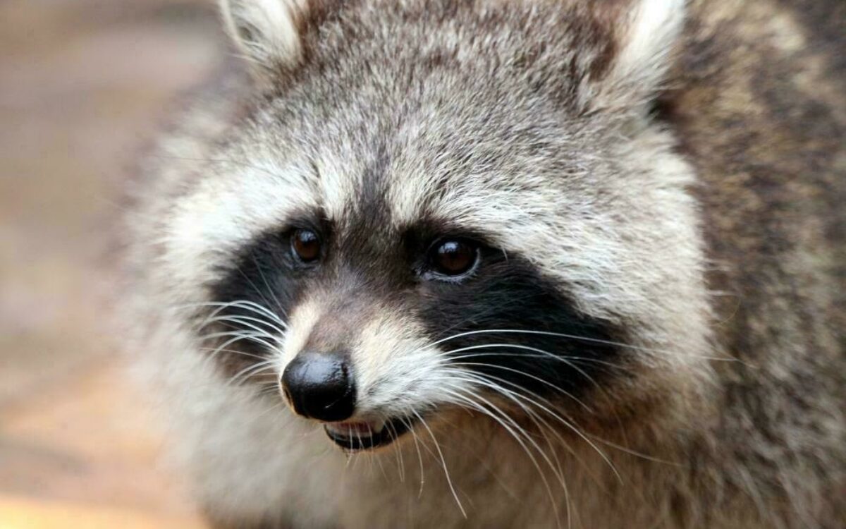 1604668580raccoon 2906297 1920 1604668580raccoon 2906297 1920