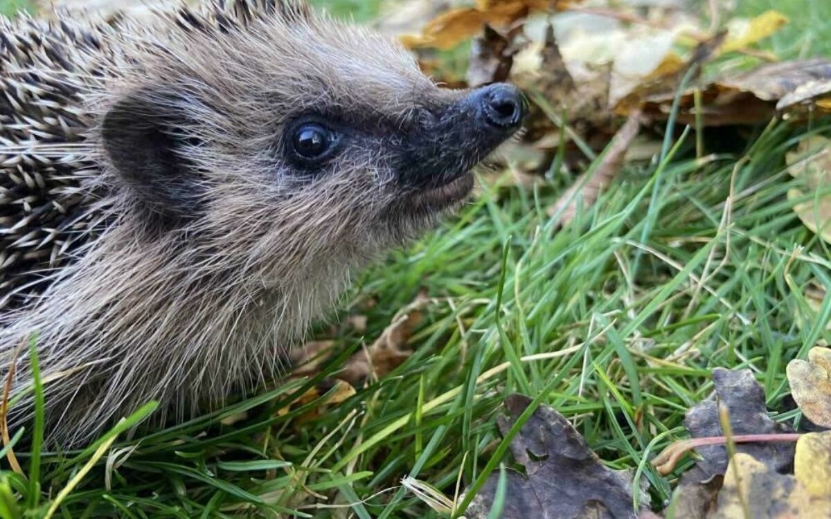 1605188808igel im garten rmartinagehret 1605188808igel im garten rmartinagehret